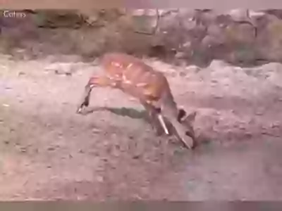 Animals Lucky Survives Animals Viral Video