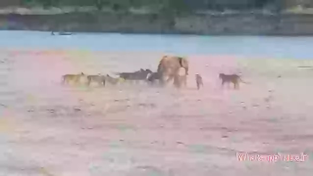 11 Lion Vs 1 Baby Elephant