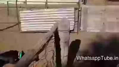 Amazing Dog Thug Life