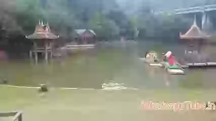 Amazing Peacock Bunch On Lake