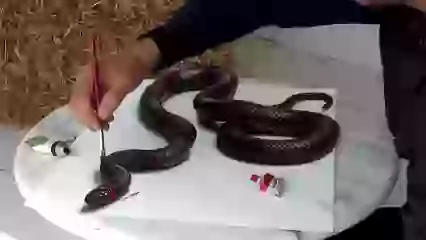 Amazing Snake 3D painting live