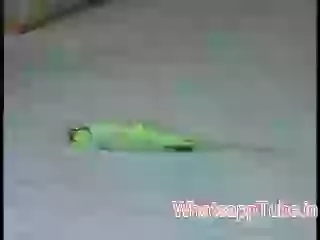 Amazing Trained Parrot