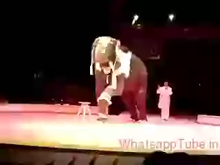 Amazing elephant in circus