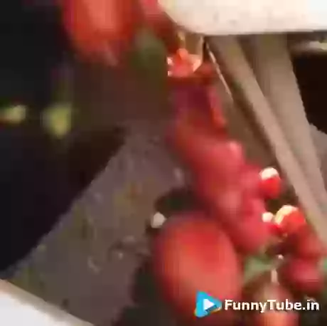 Amazing machine sorts out tomatoes very fast