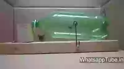 An amazing bottle cage for mouse