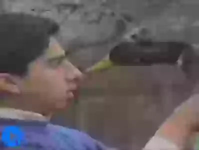 Animal Vs People Fail Videos