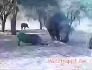 Animal fighting