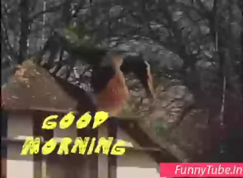 Beautiful Animated Good Morning WhatsApp Status