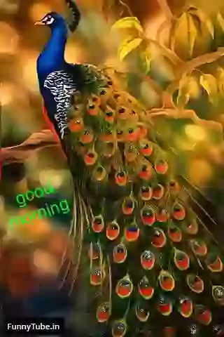 Beautiful Good Morning Status GIF