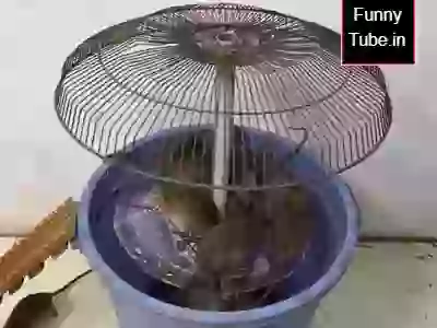 Biggest Homemade Mouse Trap DIY Video