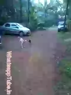 Buland Honslo Wala Murga