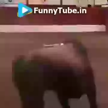 Bull Vs Boss Its Funny