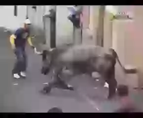 Bull Vs Public Festival