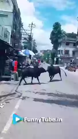 Bulls Gone Wrong In Direction Funny Fail Video