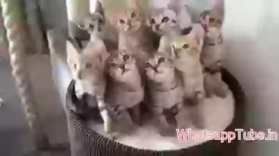 Bundle of cats dancing