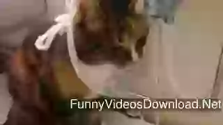 Cat Drinking Water Interesting