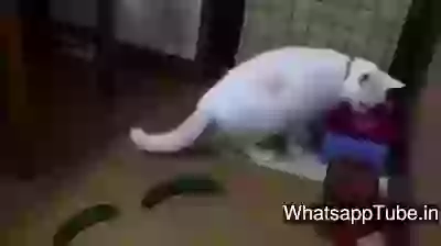 Cat Scared With This Vegetable