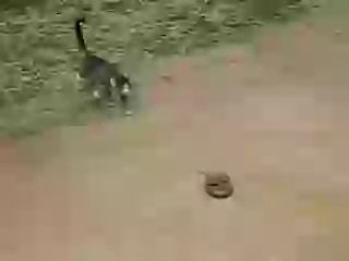 Cat Vs Snake