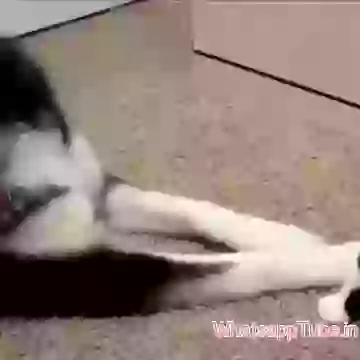 Cat slaps Dog funny