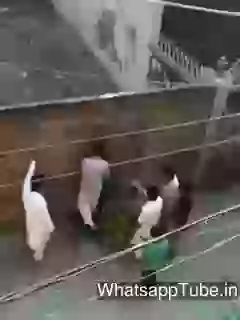 Cow Goes Mad In Punjab