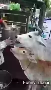 Cow eating Panipuri funny moments