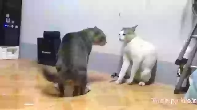 Crazy Cat Fighting