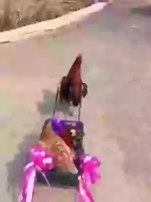 Nahi Dekhi Aisi Dulhan Ki Entry Funny Whatsapp Video