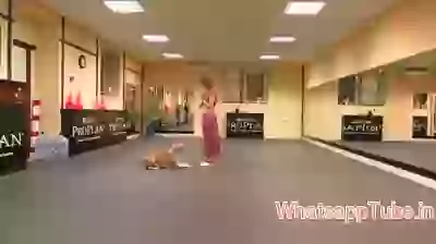 Dance with Dog something interseting