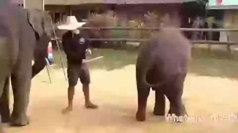 Dancing Elephant