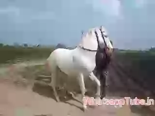 Dancing horse nice