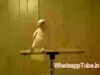 Dancing pigeon