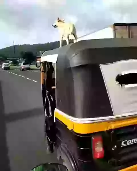 Dhoom Dhoom Doggy Version Funny Video