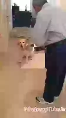 Dog Also Pray before eat