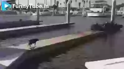 Dog And Cats Funny Video 2016