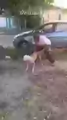 Dog Jump its amazing