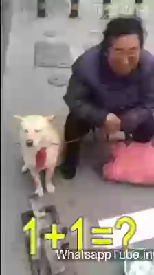 Dog Knows The Mathematics