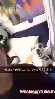 Dog Wanted To Take Selfie