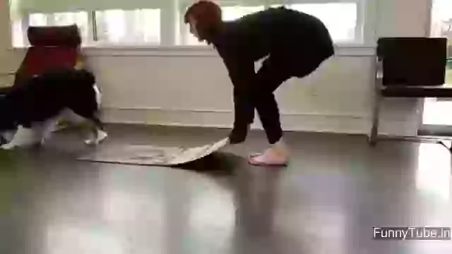 Dog doing exercise must watch and learn from animal