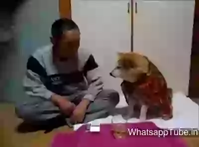 Dogs are amazing they can do anything