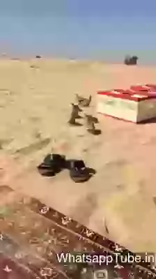 Dubai Sekh And Bird Love