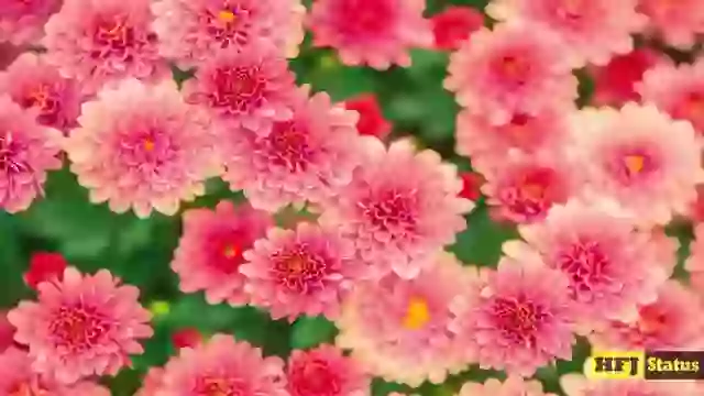 English Morning Status Love Morning English Status Video