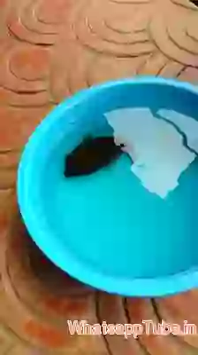 Fish Turn into Ballon