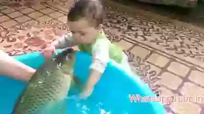 Fish kiss
