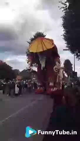 Flower parade winner of this year amazing whatsapp video