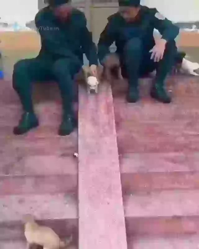 Fun Time With Puppies Amazing Whatsapp Video