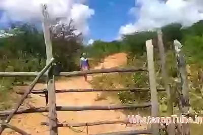 Funny Automated Gate