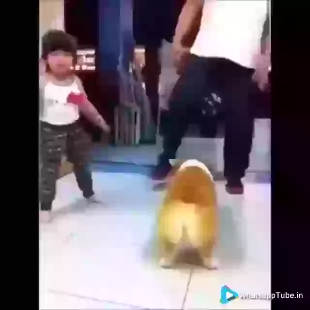 Funny Baby And Dog Dance