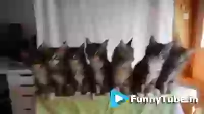 Funny Cat Dance Coordination Lol