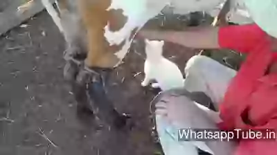 Funny Cat Drinking Milk Direct Way