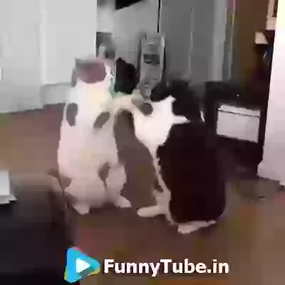 Funny Cat Meeting